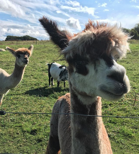 A group of alpacas. Photo by Chris Child on Unsplash