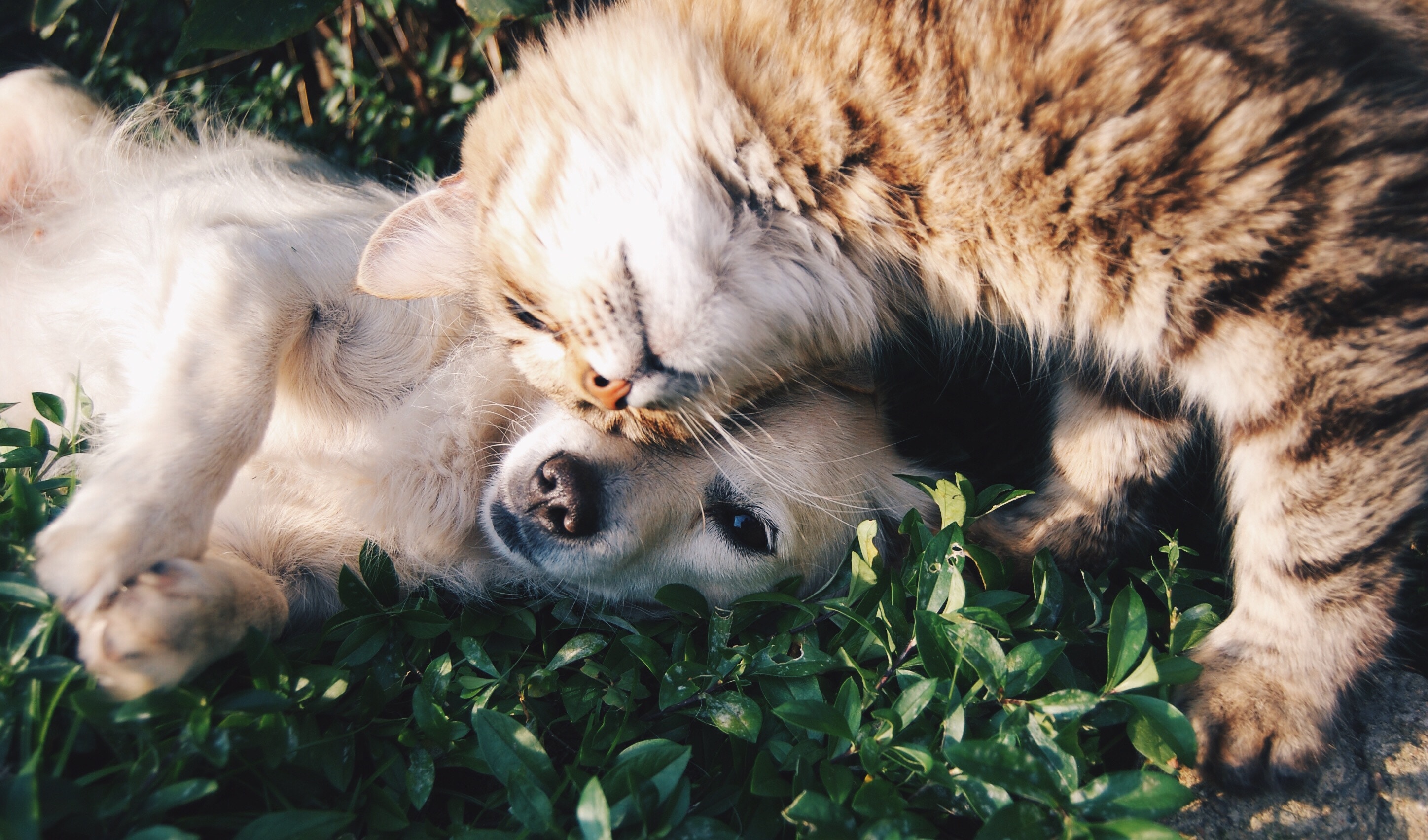 A dog and a cat cuddling. Photo by Krista Mangulsone on Unsplash