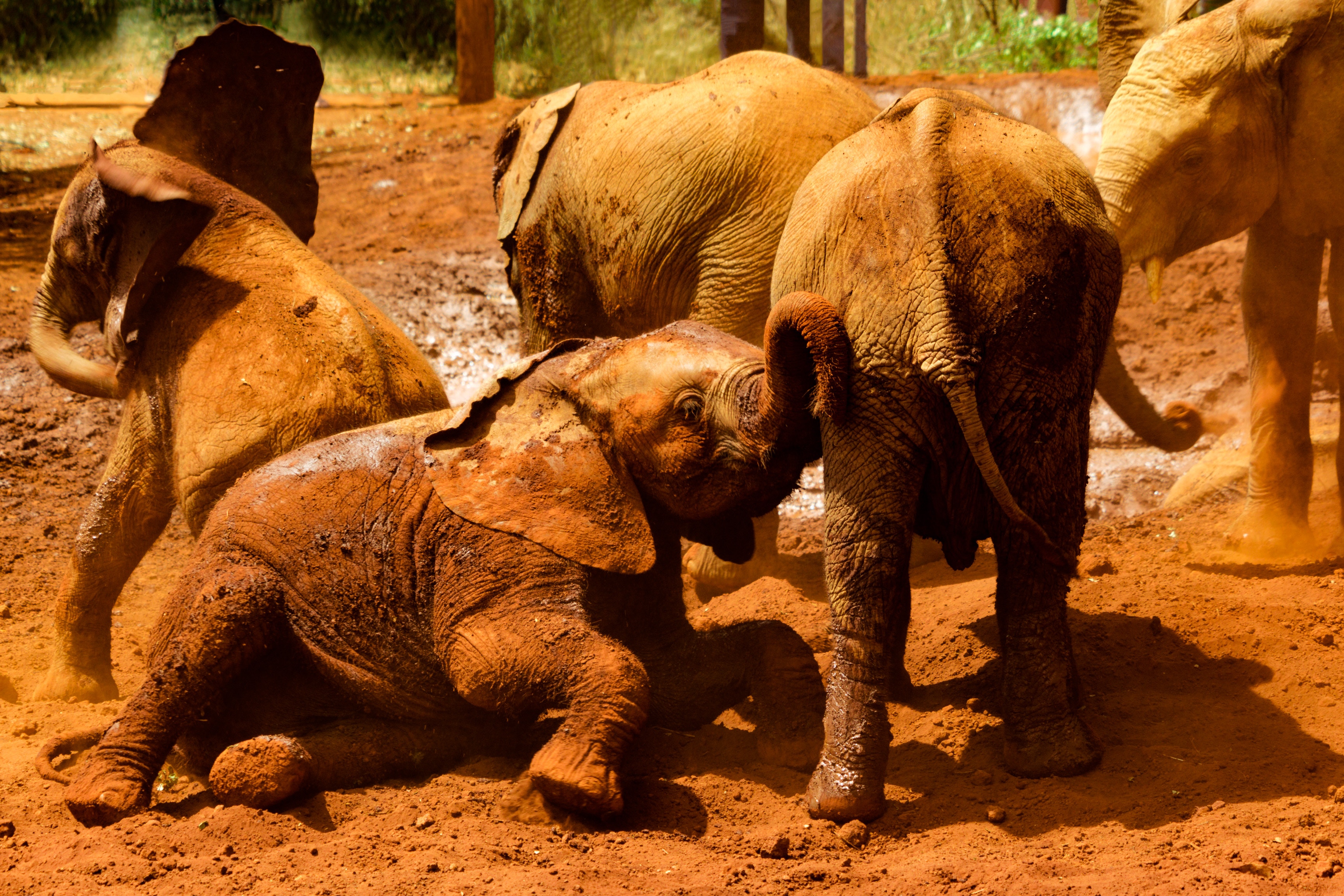 A group of baby elephants playing. Photo by Alex Mercado on Unsplash