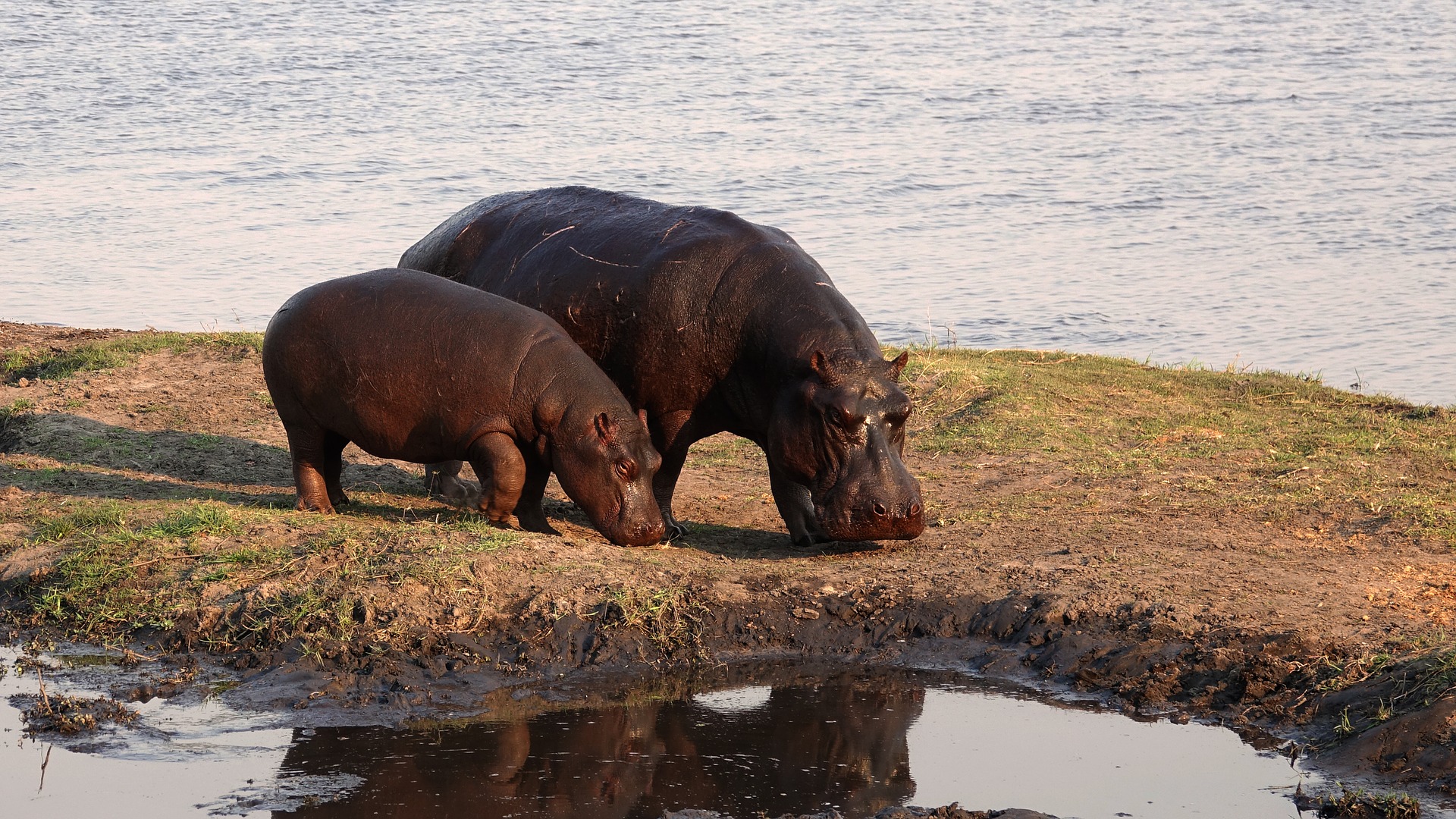 A child hippo and parent