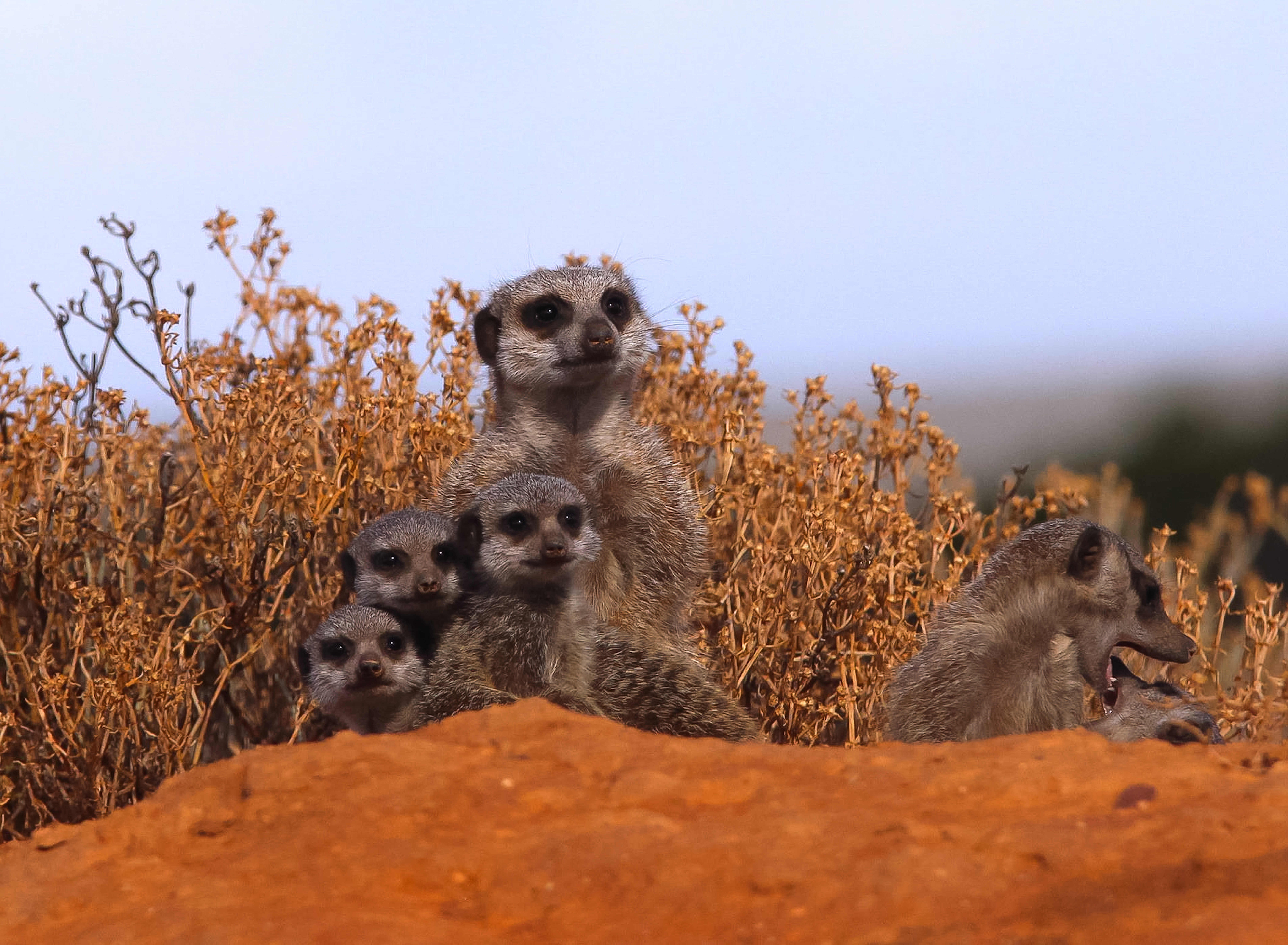 A group of meerkats looking over a ridge. Photo by Hugo Brightling on Unsplash